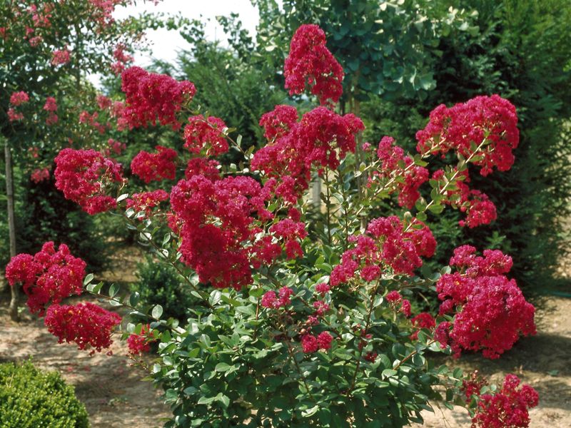 Lagerstroemia indica