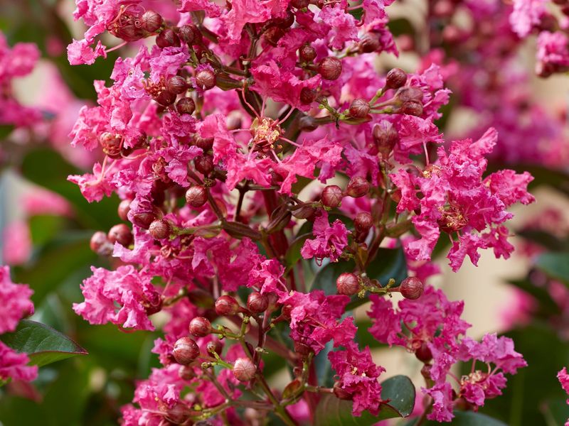 Lagerstroemia indica